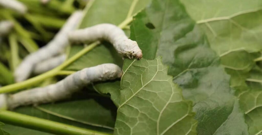 feeding