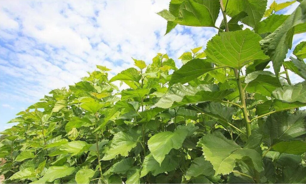 mulberry plants