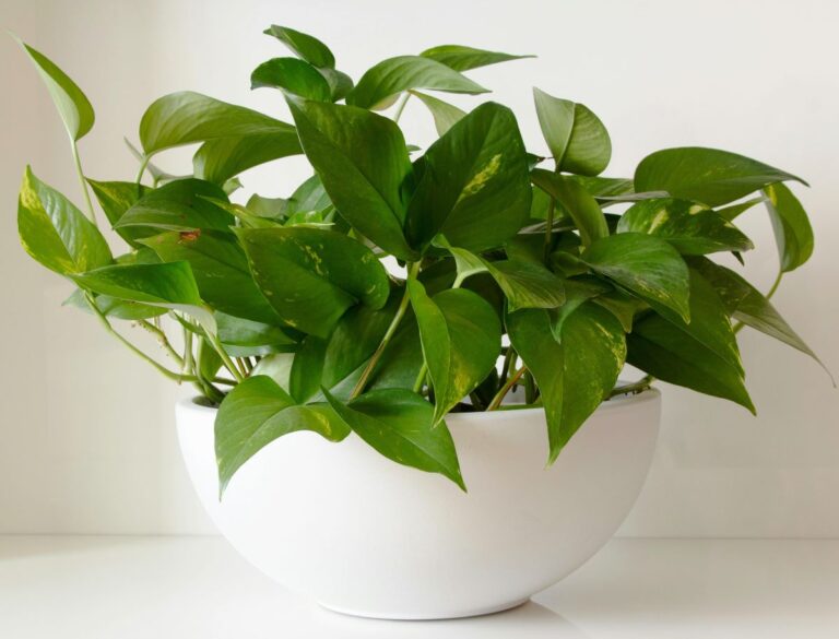 Golden Pothos