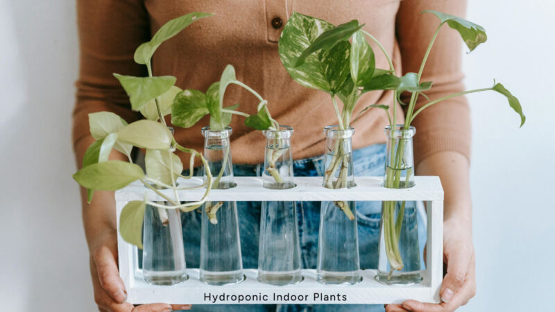 Top 10 Easy Hydroponic Green Indoor Plants – Perfect For Beginners ...