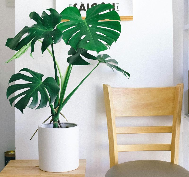 Monstera