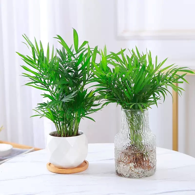 Parlor Palm