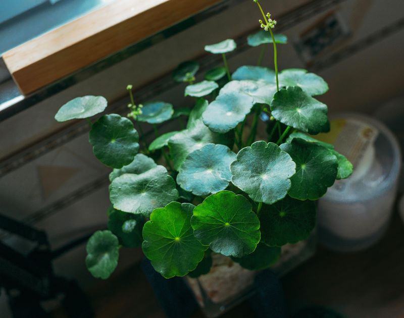 Pennywort
