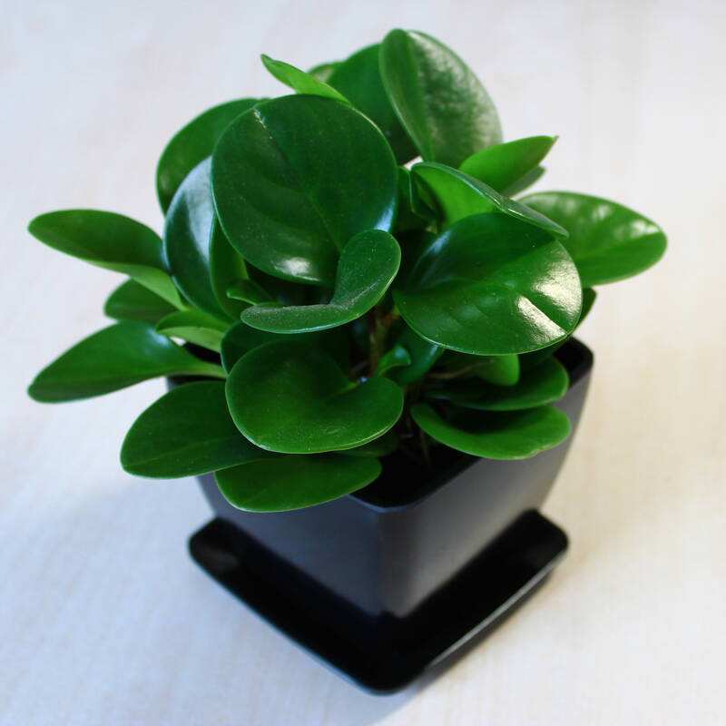 Peperomia obtusifolia