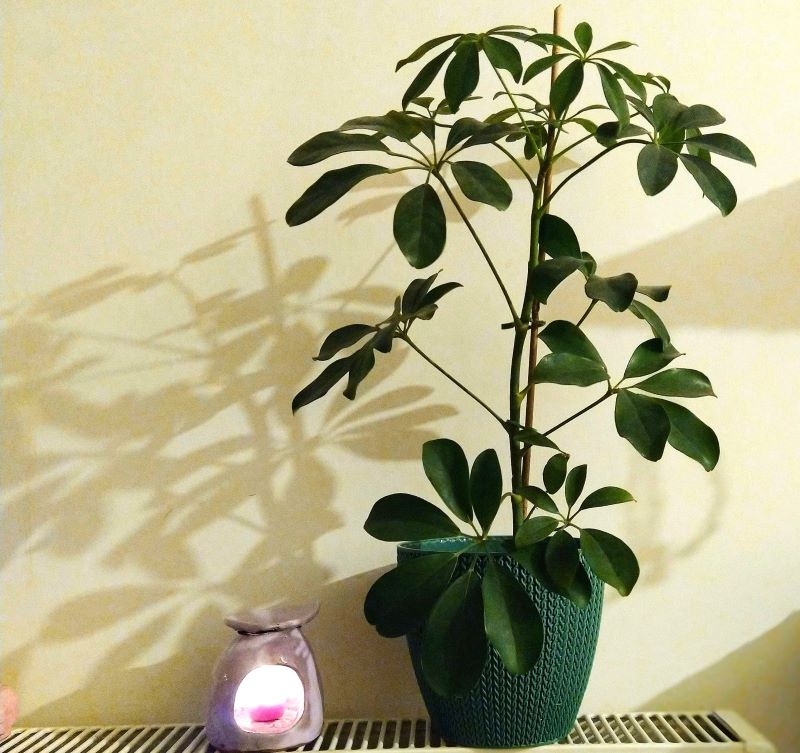 Schefflera