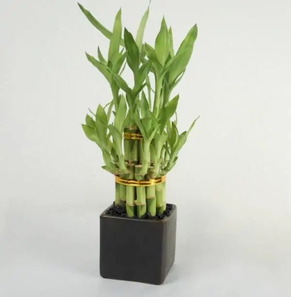 lucky bamboo